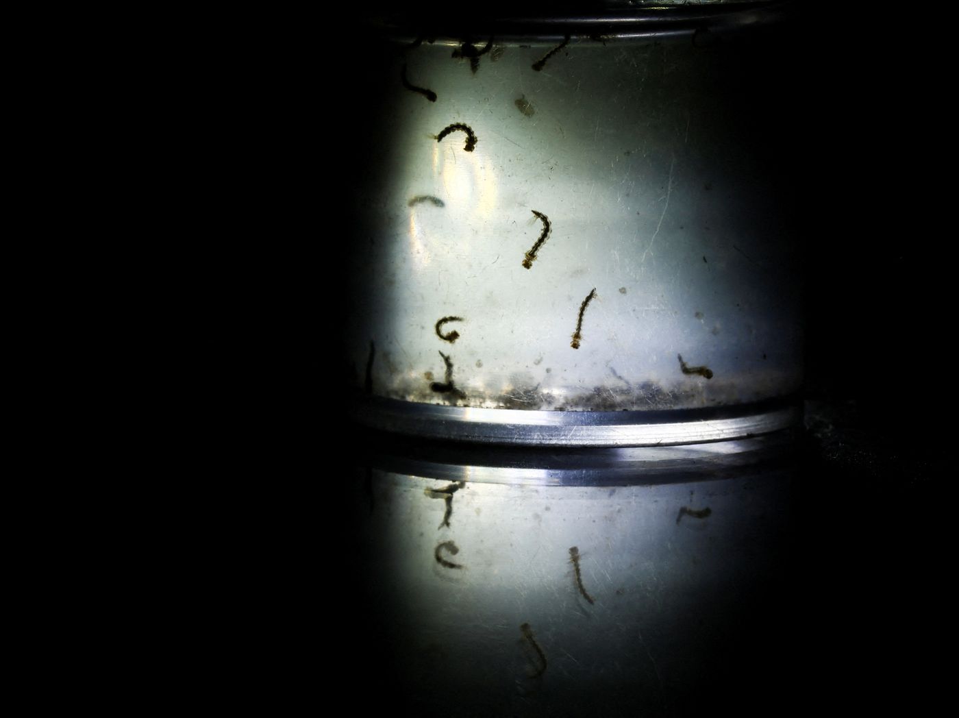 Mosquitos (2).jpg
