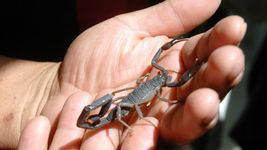 una mujer termino internada en la plata tras ser picada por un alacran una mujer termino internada en la plata tras ser picada por un alacran