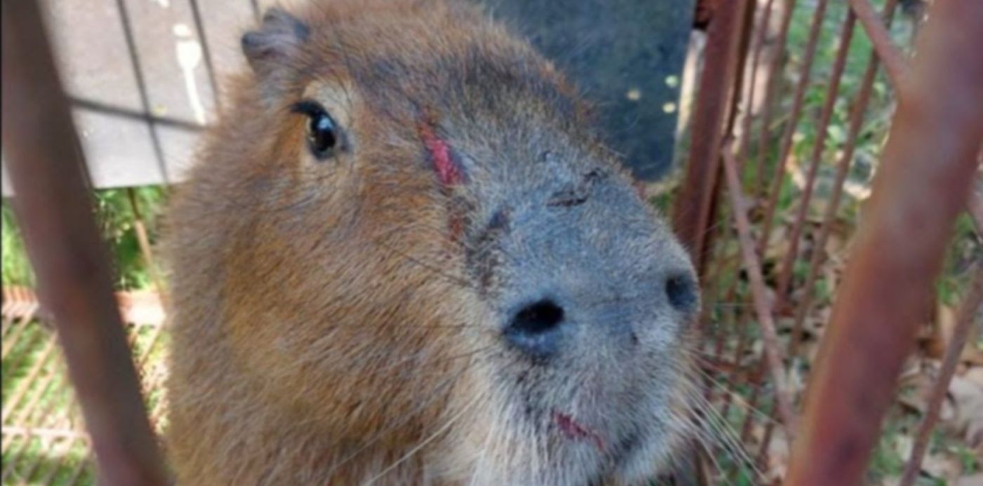 1640898847791.jpg?x=2&y=89&width=858&height=429&rotate=0&scaleX=1&scaleY=1&ow=867&oh=650&&cw=1920&ch=950