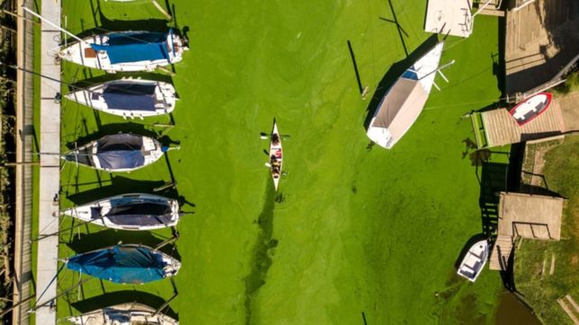 absa advierte que podria faltar agua por las algas en el rio de la plata y pide cuidarla