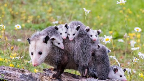 El video de una comadreja cargando muchas crías se volvió viral y sorprendió a todos El video de una comadreja cargando muchas crías se volvió viral y sorprendió a todos