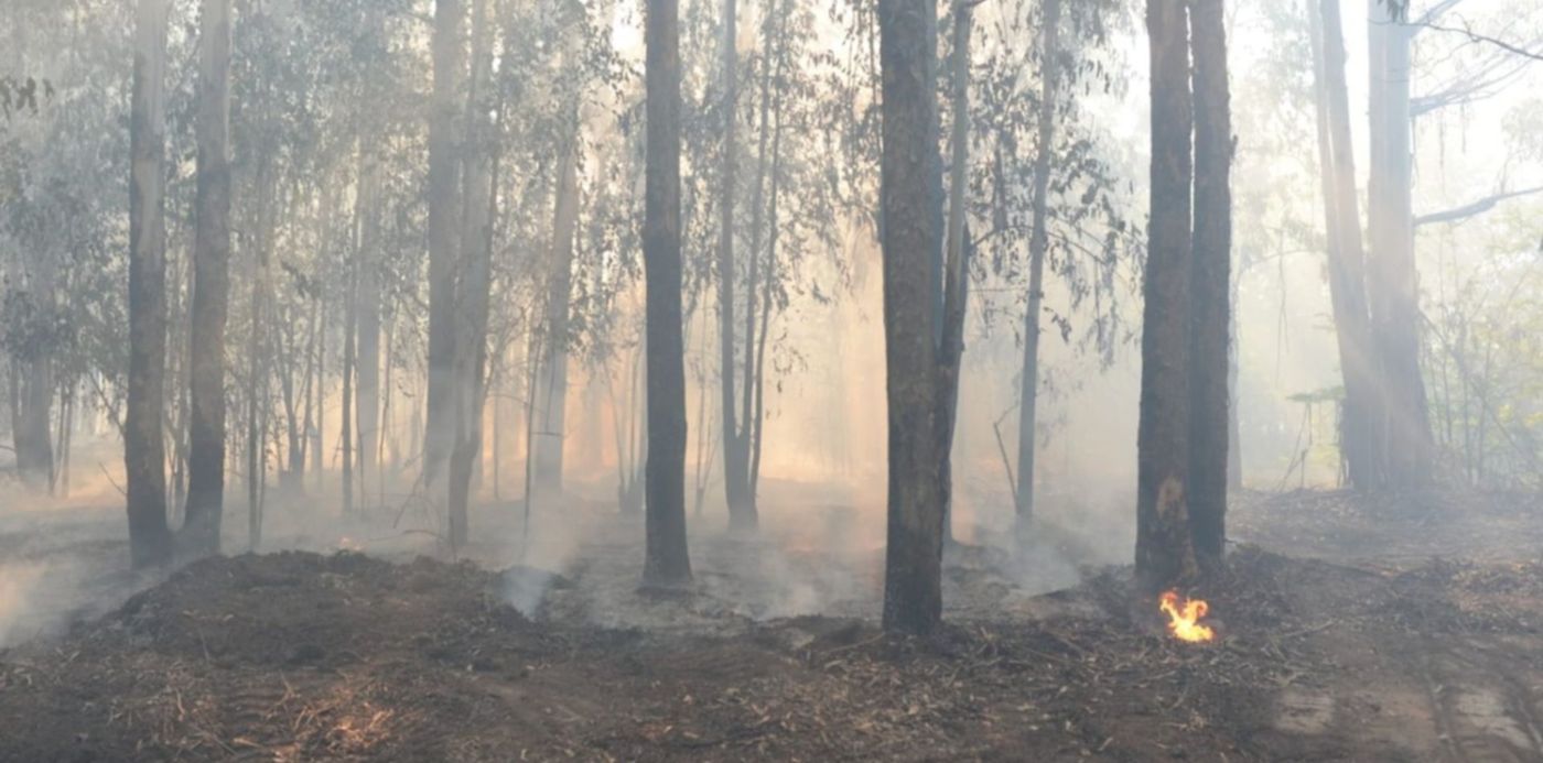 Incendio Parque Pereyra