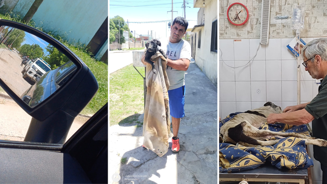 encontraron perros muertos y desnutridos en la casa de un policia