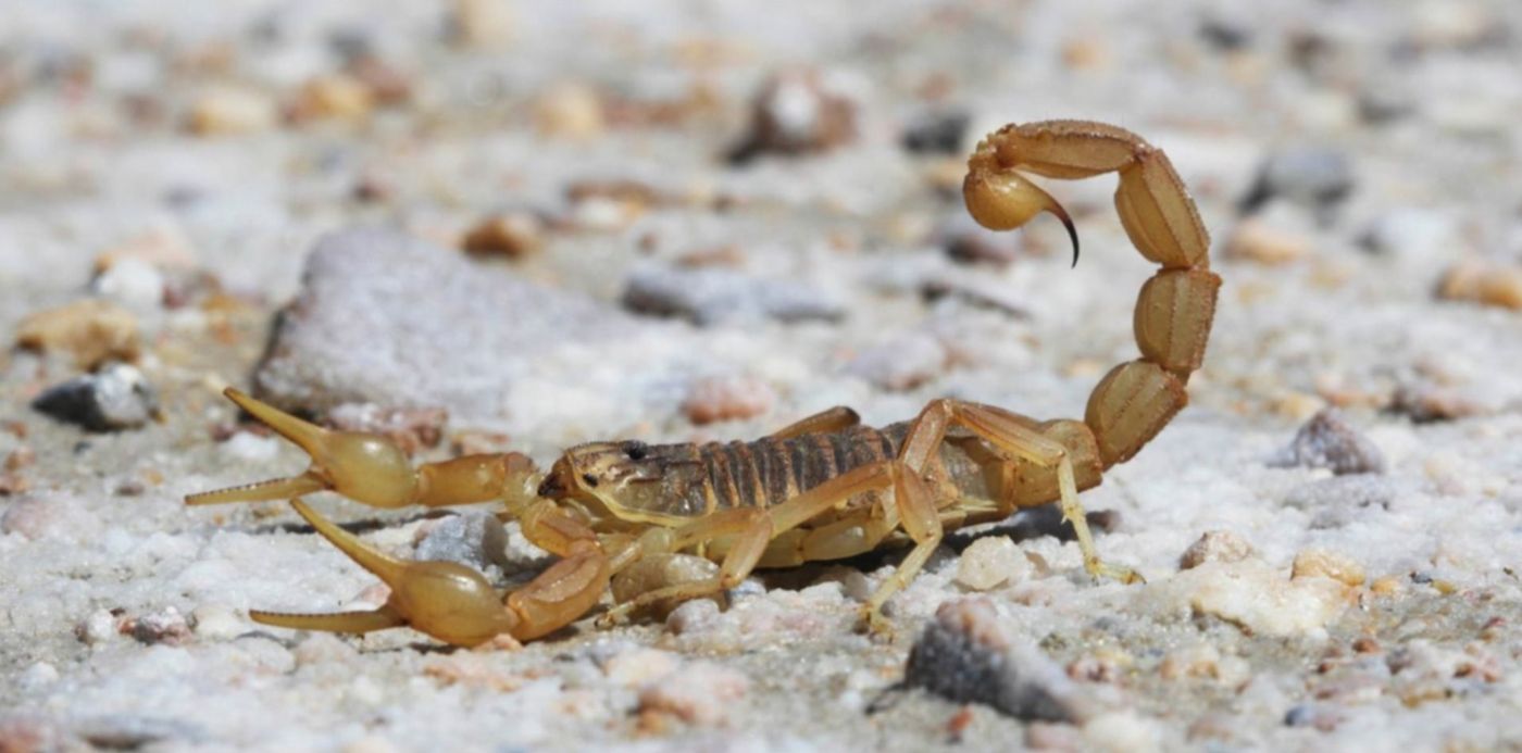 1556061214711.jpg?x=7&y=37&width=1484&height=742&rotate=0&scaleX=1&scaleY=1&ow=1500&oh=842&&cw=1920&ch=950