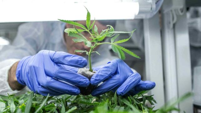 la unlp plantara cannabis con fines cientificos en su estacion experimental
