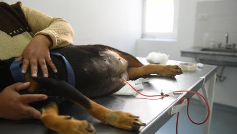 El inédito procedimiento realizado en La Plata y que marca un avance en la cardiología veterinaria