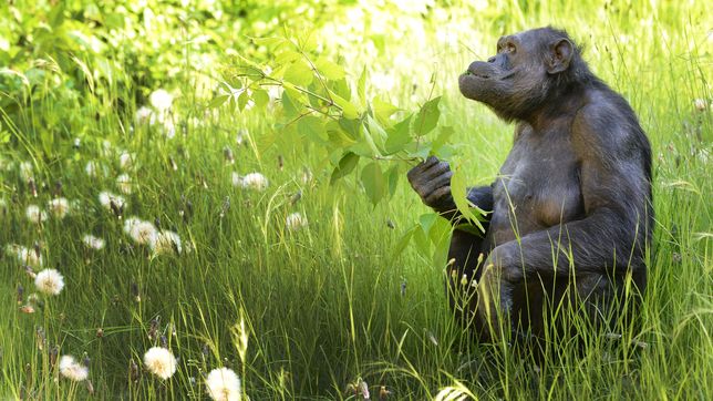 la conmovedora historia de tomy, el chimpance que lleva mas de cuatro decadas en el ex zoo de la plata