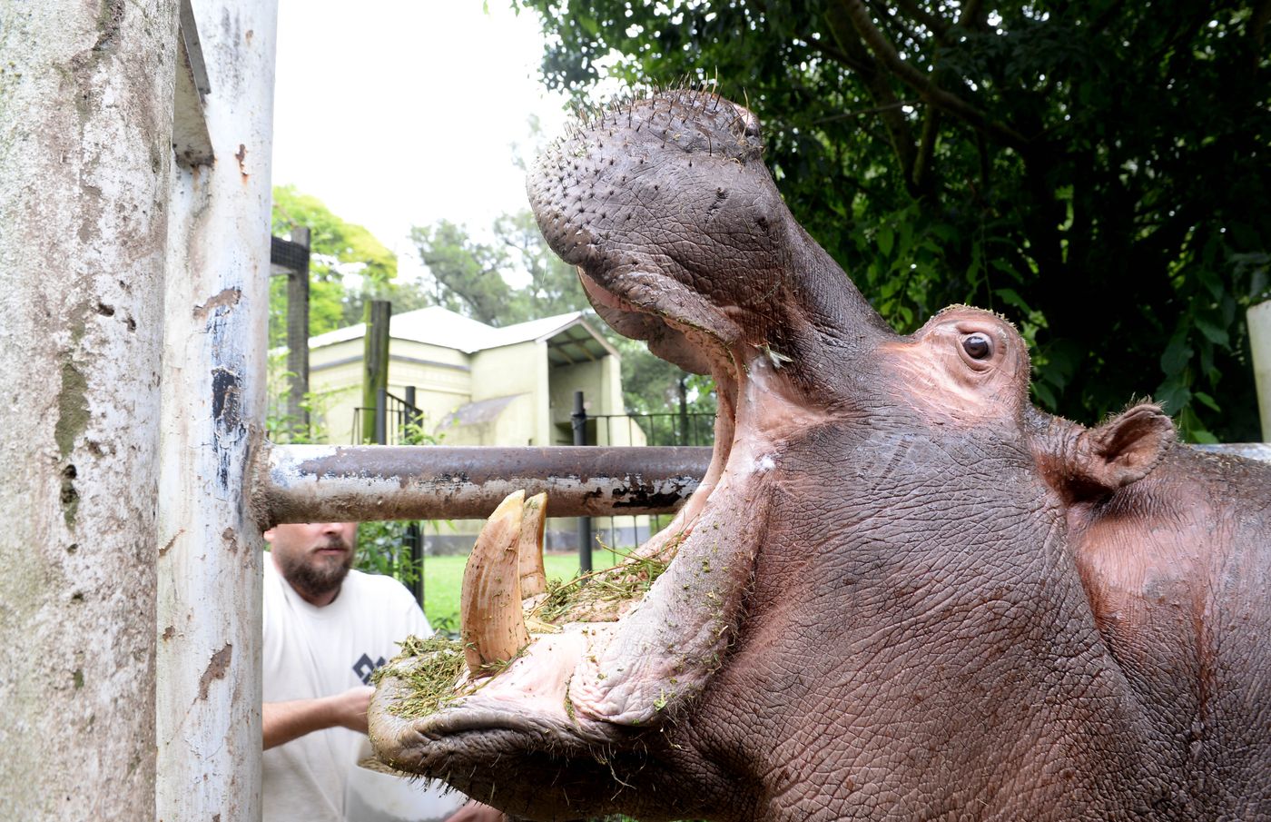 Hipólito el hipoótamo del ex zoo Bioparque (7)
