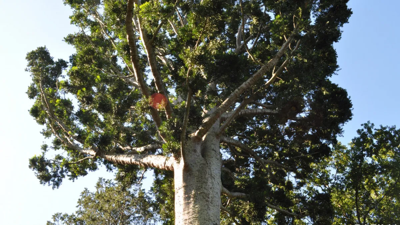 arbol de cristal.webp