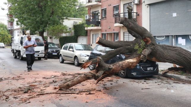 video: el viento tiro un arbol y destrozo un auto estacionado en la plata