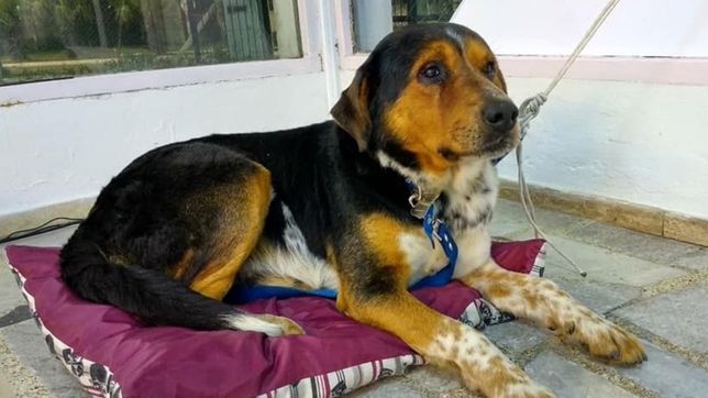 lo hallaron en la calle, armaron un grupo en facebook y 200 platenses le buscan un hogar