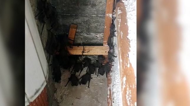el impactante video de los murcielagos que invadieron en un edificio de la plata