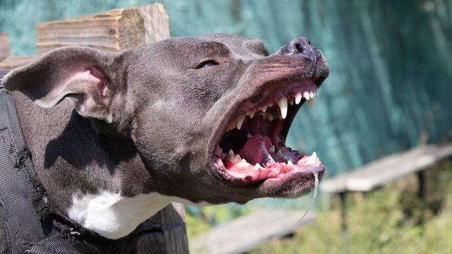 una joven fue atacada por tres perros y termino con varios puntos de sutura