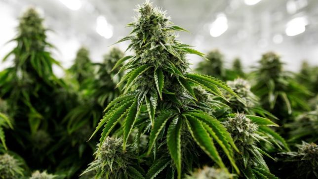 entregan a una facultad de la unlp 10 kilos de marihuana secuestrados en un operativo