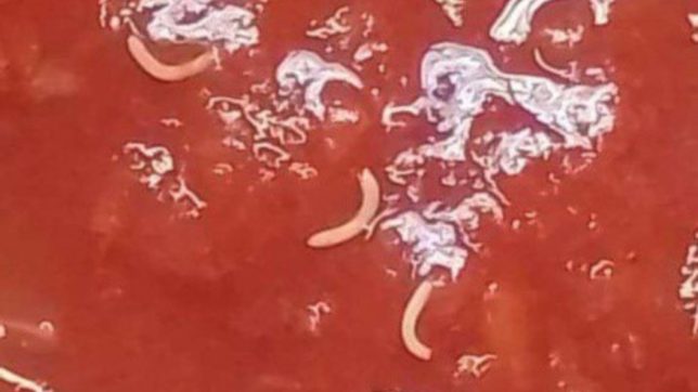 ¿que son los gusanos microstomum sp que la anmat encontro en un lote de tomates triturados de marolio?