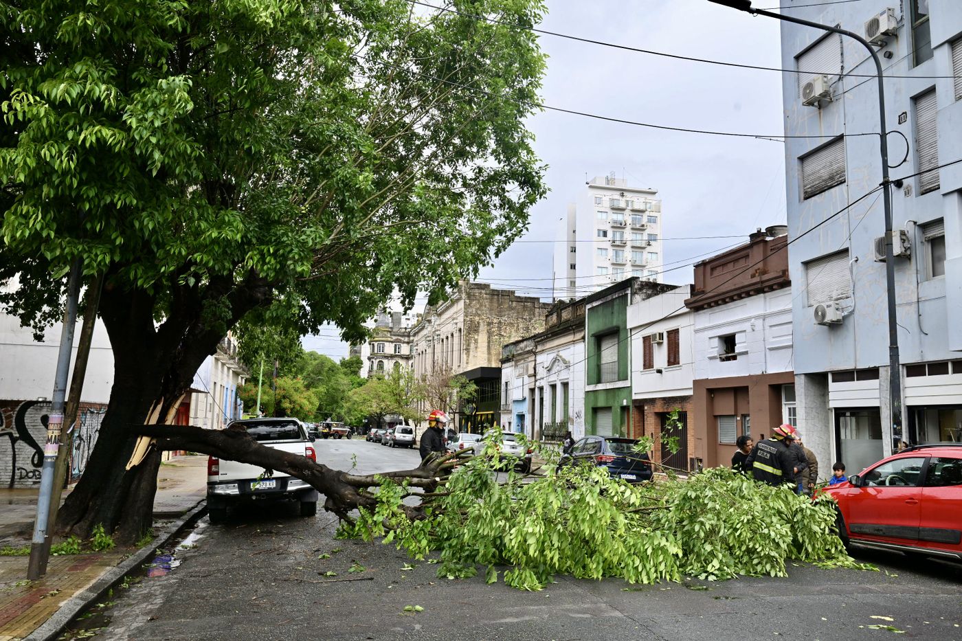 Árbol caído en 5 y 46 (2)