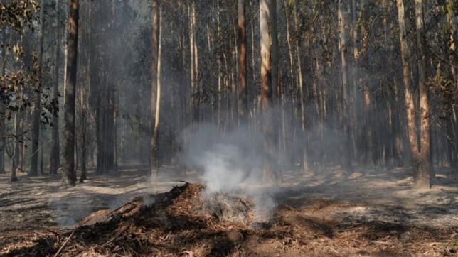fuego, humareda y destruccion: lo que dejo el devastador incendio en el parque pereyra