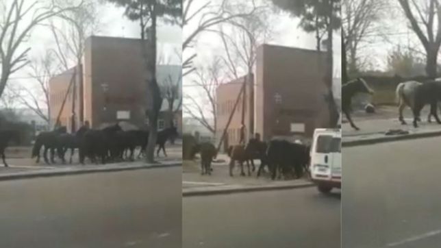 video: temor por una decena de caballos sueltos en un transitada avenida de la plata