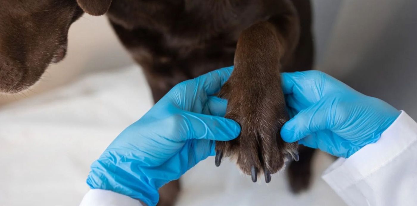 1647375563553.jpeg?x=3&y=6&width=1488&height=744&rotate=0&scaleX=1&scaleY=1&ow=1500&oh=937&&cw=1920&ch=950