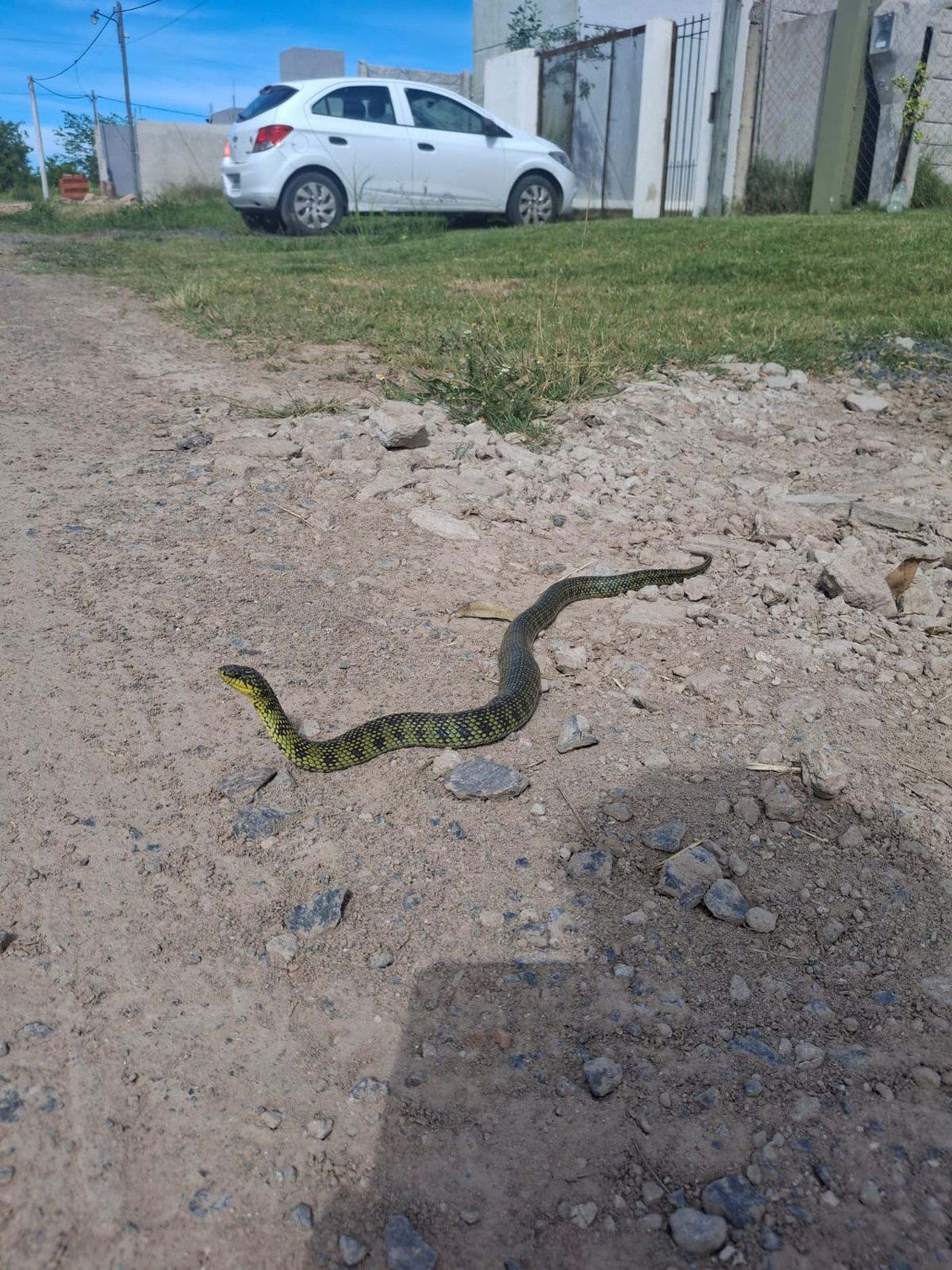 La serpiente que apareció en barrio Aeropuerto es completamente inofensiva.