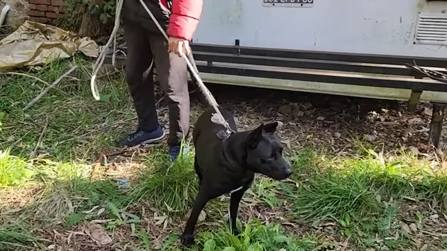 reina, la perra heroina de la plata que salvo a su dueno de morir atrapado en un incendio