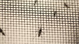 el dato alentador sobre la invasion de mosquitos en la plata el dato alentador sobre la invasion de mosquitos en la plata