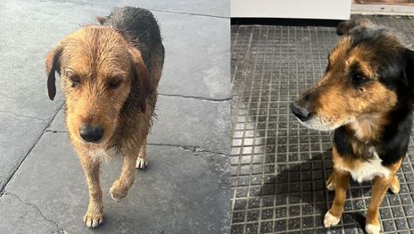 Rescataron a dos perros en una estación de servicio de la Autopista La Plata-Buenos Aires y buscan un hogar Rescataron a dos perros en una estación de servicio de la Autopista La Plata-Buenos Aires y buscan un hogar
