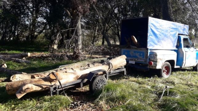 insolito: intentaron robarse un arbol del interior del parque pereyra