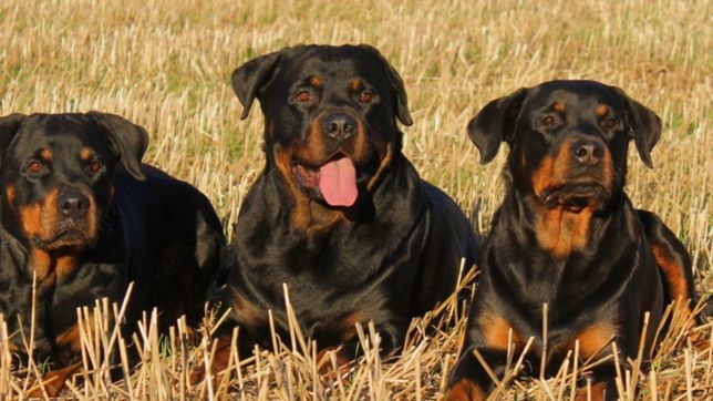 tres perros rottweiler atacaron a un nene de 11 anos y esta grave