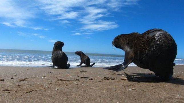 el emotivo momento en el que un grupo de lobos marinos vuelve al mar