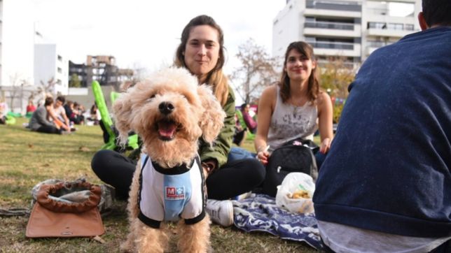 haran en la plata un gran encuentro para vincular mascotas con familia que las adopten