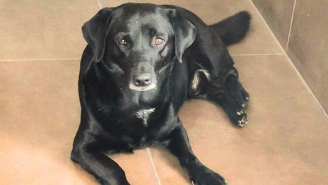 El Negro perro de los Bomberos de La Plata