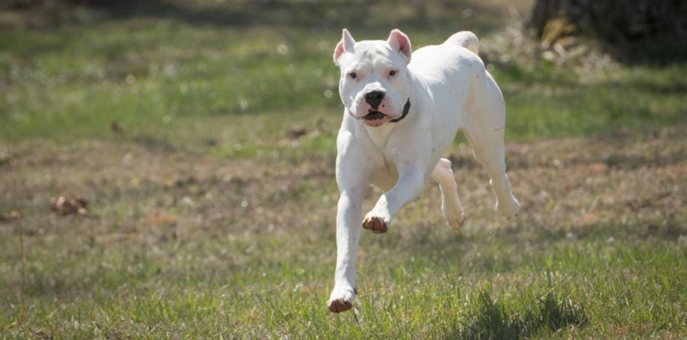 Dogo Argentino