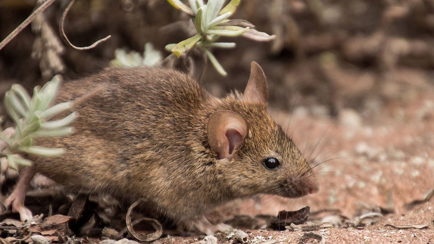 Rata hantavirus