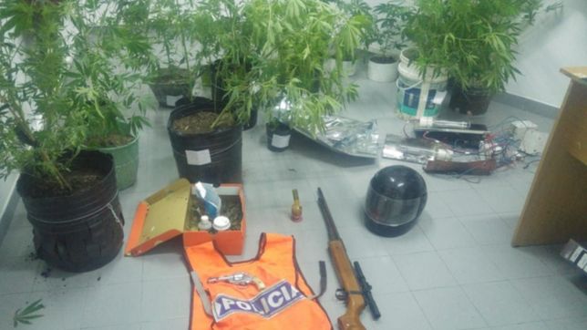 lo buscaban por distintos robos y cayo con 17 plantas de marihuana y un chaleco de policia