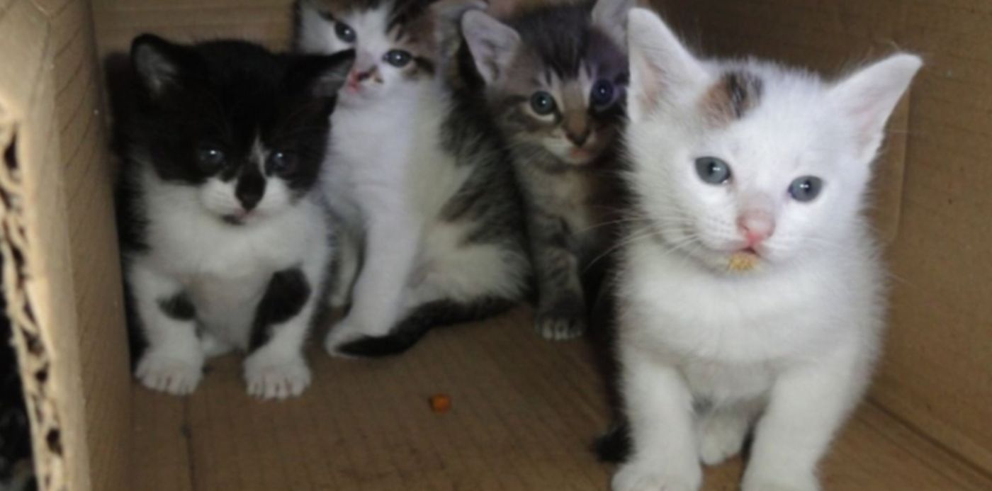 1553171634942.jpg?x=5&y=156&height=509&ow=1024&oh=768&width=1019&rotate=0&scaleX=1&scaleY=1&&cw=1920&ch=950