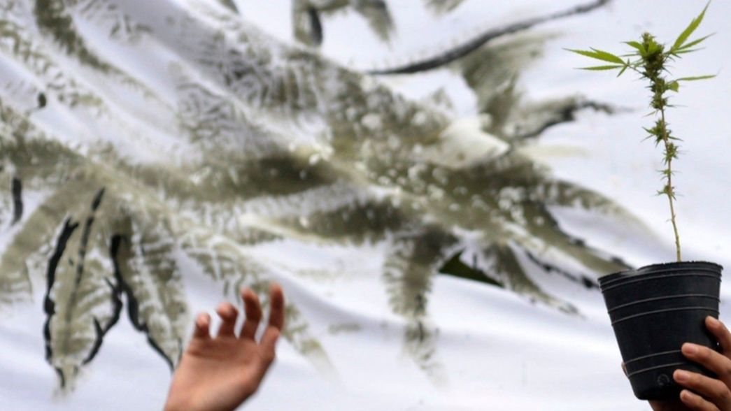 ¿Cuáles serán los puntos del proyecto para despenalizar la tenencia y consumo de marihuana?