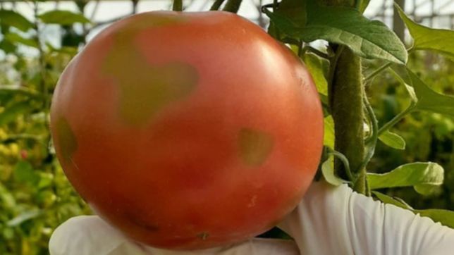 ¿cuales son las medidas de prevencion por el virus en plantaciones de tomate en la plata?