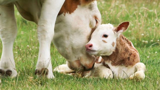 piden que no se revise la condena en la plata al trabajador rural acusado de robarse un ternero