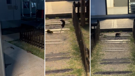 denuncian una gran invasion de ratas en una carcel de la plata en pleno brote de hantavirus