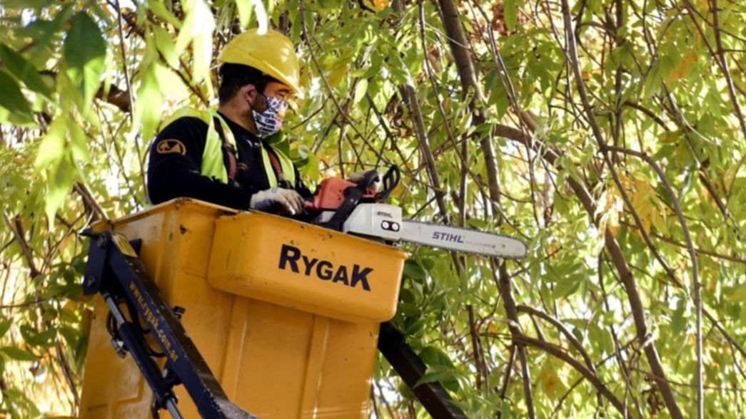 La Municipalidad apeló la decisión judicial que frenó el plan de poda en la ciudad