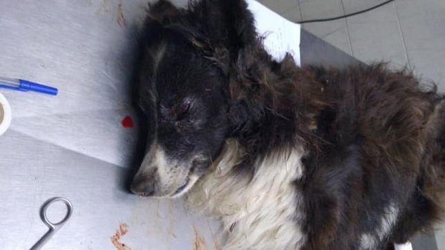 piden ayuda para salvarle la vida a malevo, el perro baleado durante un robo en la plata