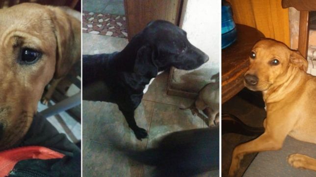una rescatista platense esta muy enferma y piden ayuda para adoptar a sus 34 mascotas
