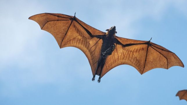 ola de murcielagos en la plata: ¿que hacer en caso de encontrar uno?