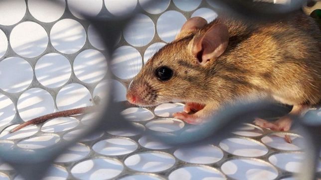 veterinarios en alerta por el hantavirus en la plata, berisso y ensenada