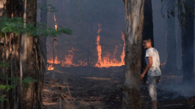 crece la alarma por los incendios forestales en la plata y la region