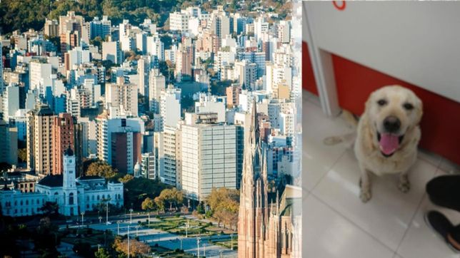 emotiva movida en las redes para encontrar al dueno del perro que viaja en micro por la ciudad