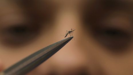 Mosquitos (7).jpg