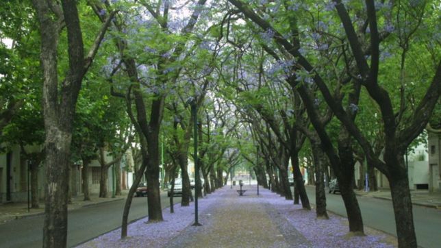 los candidatos a concejales tuvieron un primer debate en torno al patrimonio arboreo de la plata