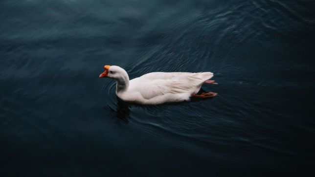 misterio en la isla paulino por la aparicion de gansos muertos en el agua